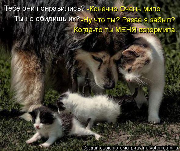 Котоматрица: Тебе они понравились? -Конечно.Очень мило. Ты не обидишь их? -Ну что ты? Разве я забыл? Когда-то ты МЕНЯ вскормила.