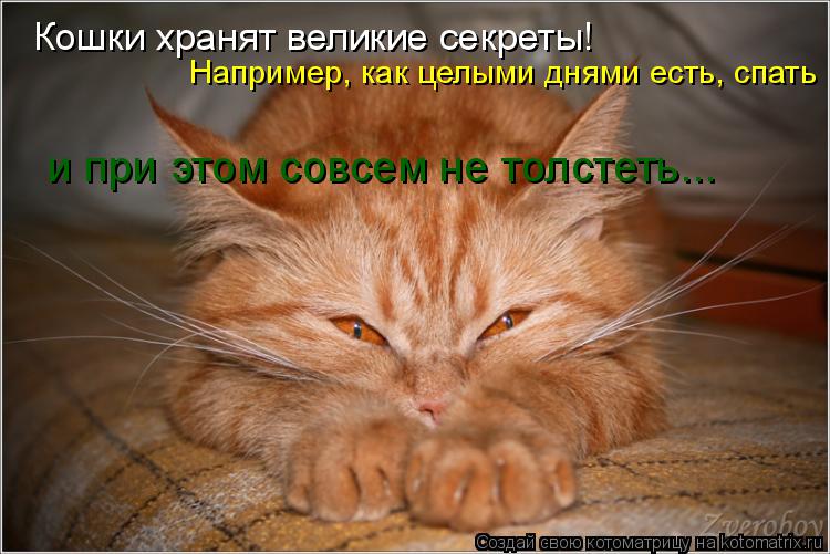 Котоматрица: Кошки хранят великие секреты! Например, как целыми днями есть, спать  и при этом совсем не толстеть...