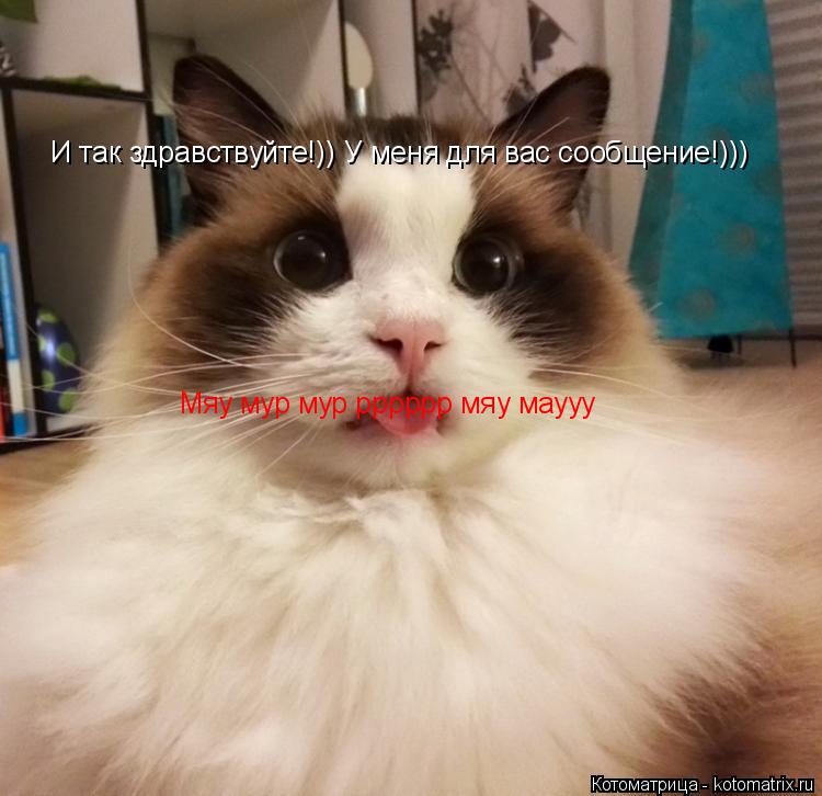 Котоматрица: Мяу мур мур рррррр мяу маууу И так здравствуйте!)) У меня для вас сообщение!)))