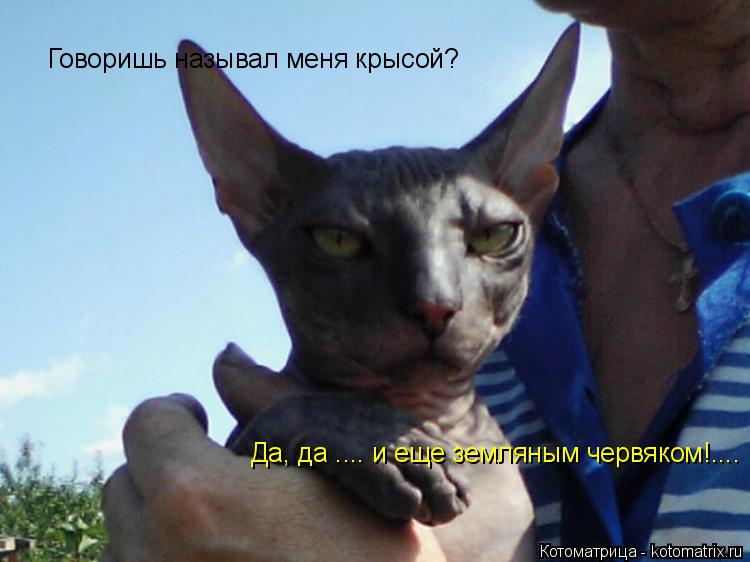 Котоматрица: Говоришь называл меня крысой? Да, да .... и еще земляным червяком!....