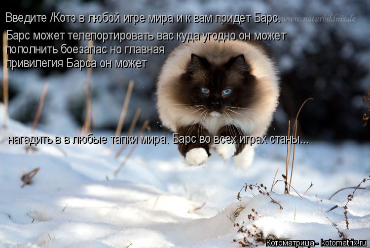 Котоматрица: Введите /Котэ в любой игре мира и к вам придет Барс. пополнить боезапас но главная привилегия Барса он может  Барс может телепортировать вас