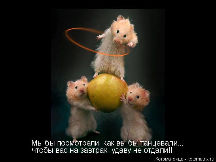 Котоматрица: Мы бы посмотрели, как вы бы танцевали... чтобы вас на завтрак, удаву не отдали!!!