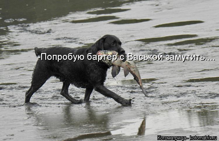 Котоматрица: -Попробую бартер с Васькой замутить....