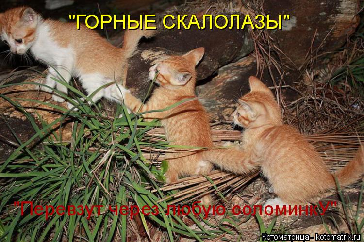 Котоматрица: "ГОРНЫЕ СКАЛОЛАЗЫ" "Перевзут через любую соломинкУ"