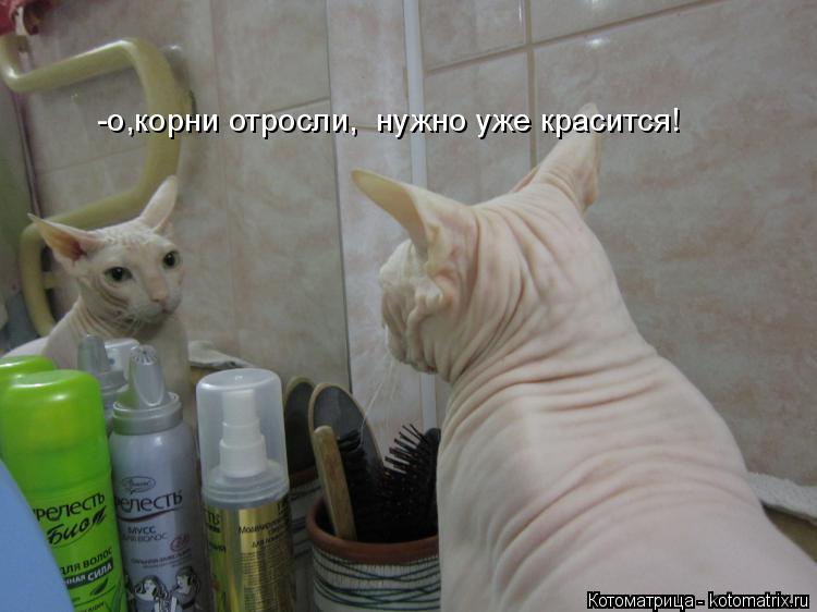 Котоматрица: -о,корни отросли,  нужно уже красится!