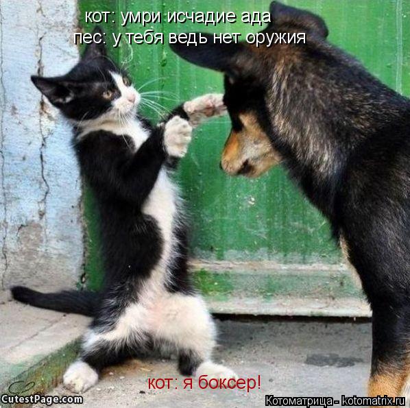 Котоматрица: кот: умри исчадие ада  пес: у тебя ведь нет оружия кот: я боксер!