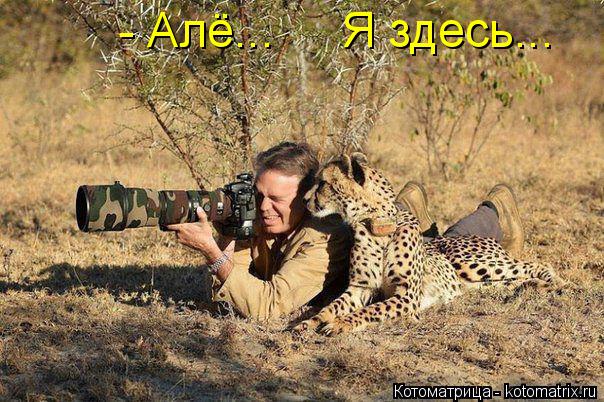 Котоматрица: - Алё...     Я здесь...