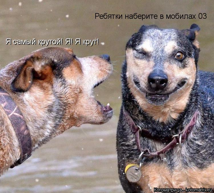 Котоматрица: Я самый крутой! Я! Я крут! Ребятки наберите в мобилах 03