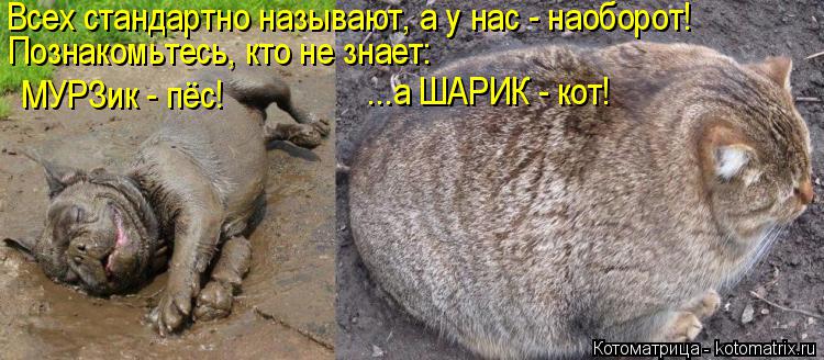 Всех стандартно называют, а у нас - наоборот! Познакомьтесь, кто не знает: МУРЗик - пёс! ...а ШАРИК ... Котоматрица: Всех стандартно называют, а у нас - наоборот! Познакомьтесь, кто не знает: МУРЗик - пёс! ...а ШАРИК - кот!