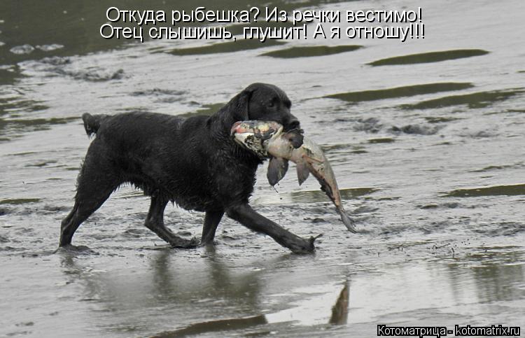 Котоматрица: Откуда рыбешка? Из речки вестимо! Отец слышишь, глушит! А я отношу!!!
