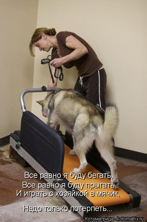 Котоматрица: Все равно я буду бегать, Все равно я буду прыгать, И играть с хозяйкой в мячик, Надо только потерпеть...