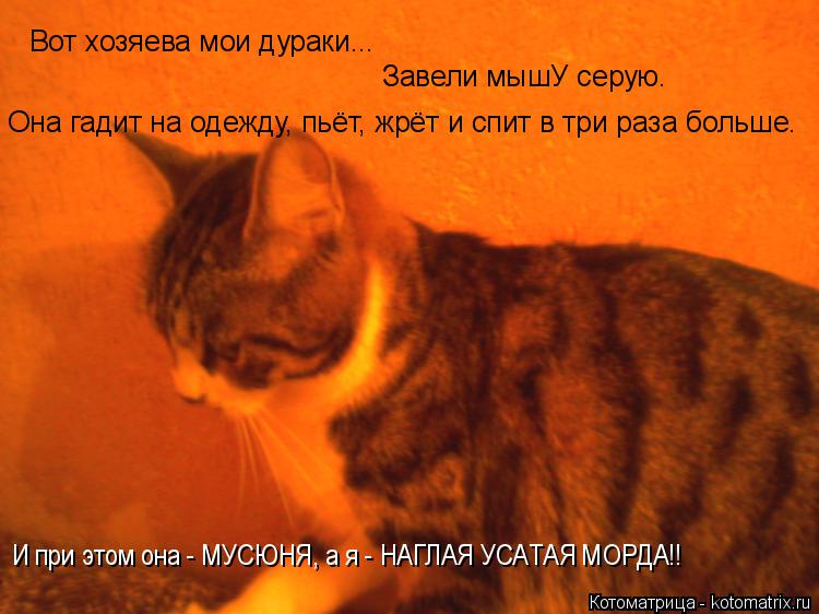 Котоматрица: Вот хозяева мои дураки... Завели мышУ серую.  Она гадит на одежду, пьёт, жрёт и спит в три раза больше. И при этом она - МУСЮНЯ, а я - НАГЛАЯ УСАТА