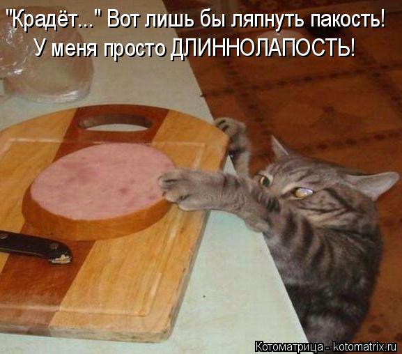 Котоматрица: "Крадёт..." Вот лишь бы ляпнуть пакость! У меня просто ДЛИННОЛАПОСТЬ!