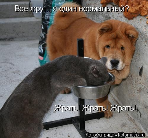Котоматрица: Все жрут...я один нормальный? Жрать! Жрать! Жрать!