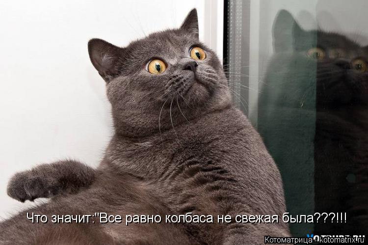 Котоматрица: Что значит:"Все равно колбаса не свежая была???!!!