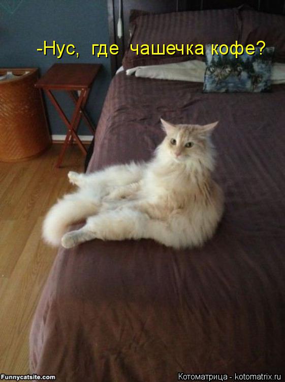 Котоматрица: -Нус,  где  чашечка кофе?