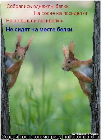 Собрались однажды белки На сосне на посиделки. Но не вышли посиделки- Не сидят на месте белки!... Котоматрица: Собрались однажды белки На сосне на посиделки. Но не вышли посиделки- Не сидят на месте белки!