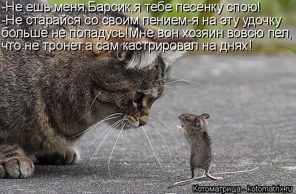 Котоматрица: -Не ешь меня,Барсик,я тебе песенку спою! -Не старайся со своим пением-я на эту удочку больше не попадусь!Мне вон хозяин вовсю пел, что не троне