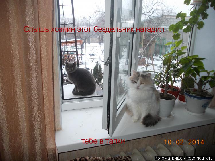 Котоматрица: Слышь хозяин этот бездельник нагадил тебе в тапки