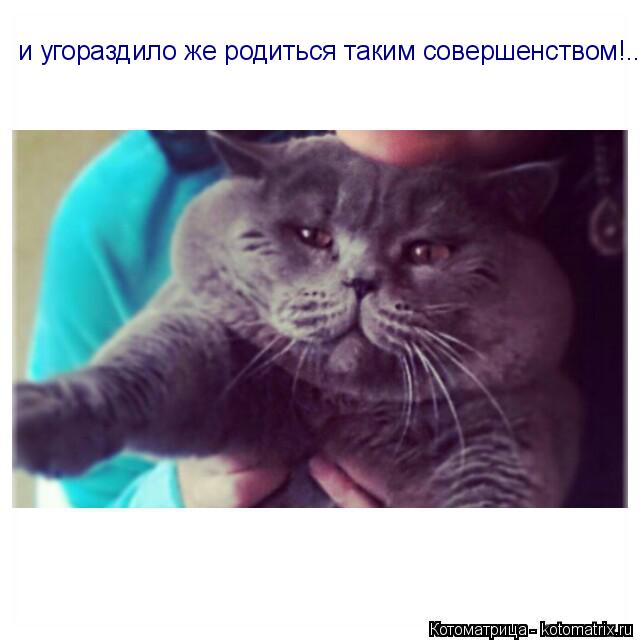 Котоматрица: и угораздило же родиться таким совершенством!..