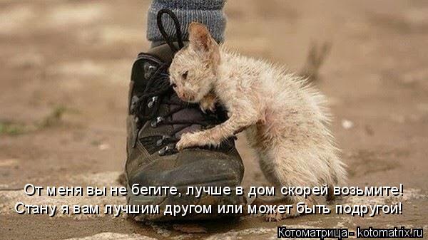 Котоматрица: От меня вы не бегите, лучше в дом скорей возьмите! Стану я вам лучшим другом или может быть подругой!