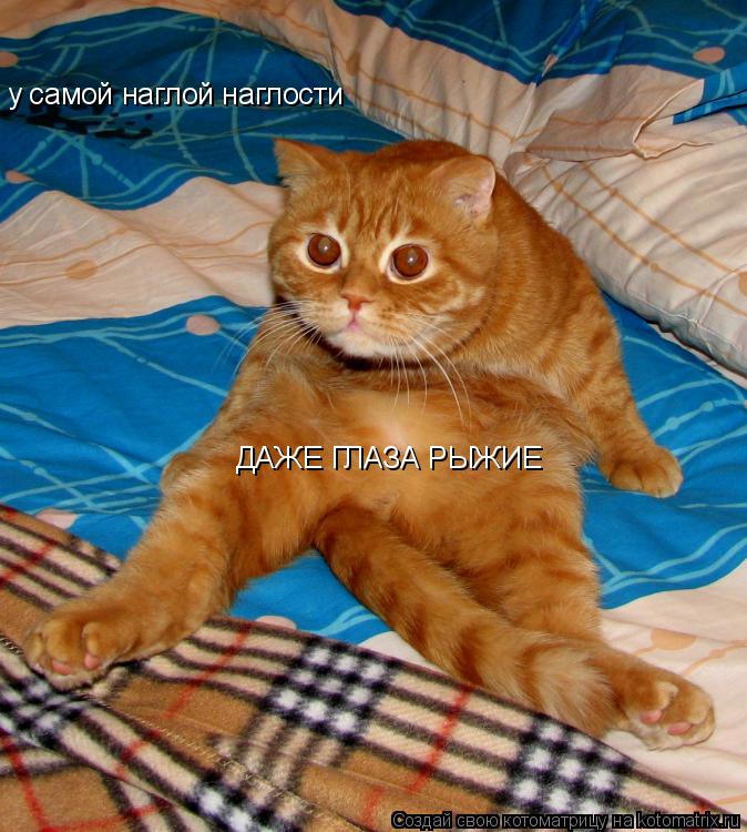Котоматрица: у самой наглой наглости ДАЖЕ ГЛАЗА РЫЖИЕ
