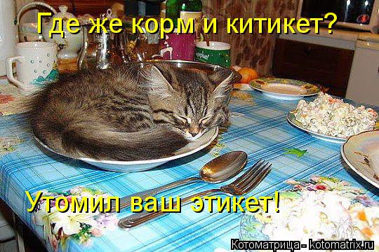 Котоматрица: Где же корм и китикет? Утомил ваш этикет!