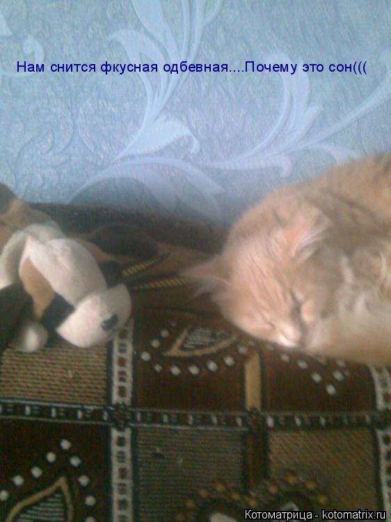Котоматрица: Нам снится фкусная одбевная....Почему это сон(((