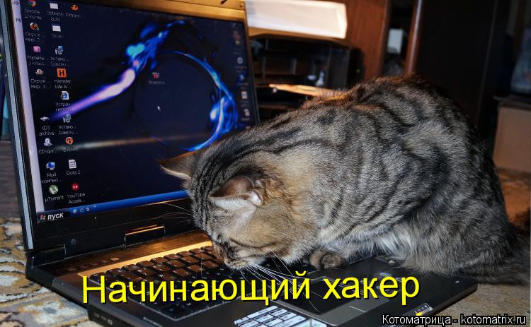 Котоматрица: Начинающий хакер