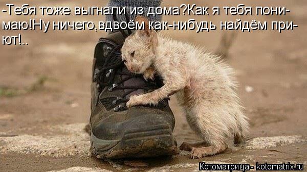 Котоматрица: -Тебя тоже выгнали из дома?Как я тебя пони- маю!Ну ничего,вдвоём как-нибудь найдём при- ют!..