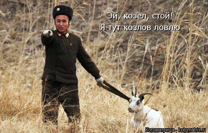 Котоматрица: Эй, козел, стой!  Я тут козлов ловлю