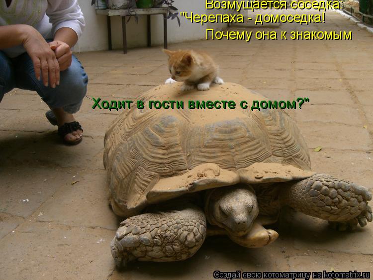 Котоматрица: Почему она к знакомым Ходит в гости вместе с домом?" Возмущается соседка: "Черепаха - домоседка!