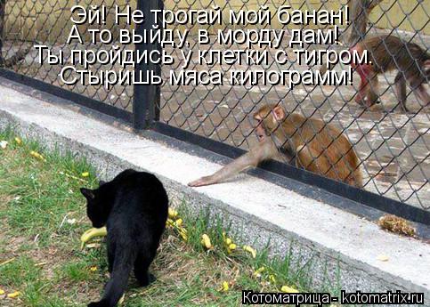 Котоматрица: Эй! Не трогай мой банан! А то выйду, в морду дам! Ты пройдись у клетки с тигром. Стыришь мяса килограмм!