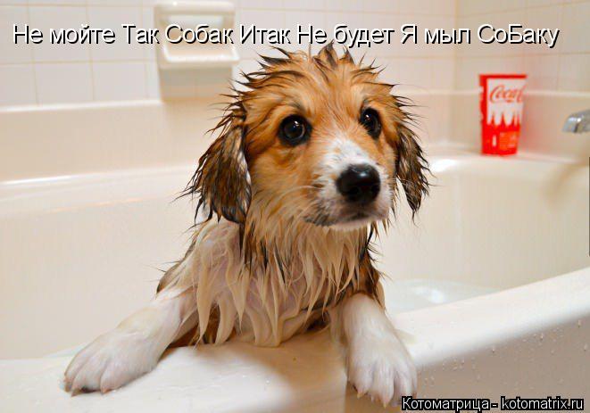 Котоматрица: Не мойте Так Собак Итак Не будет Я мыл СоБаку