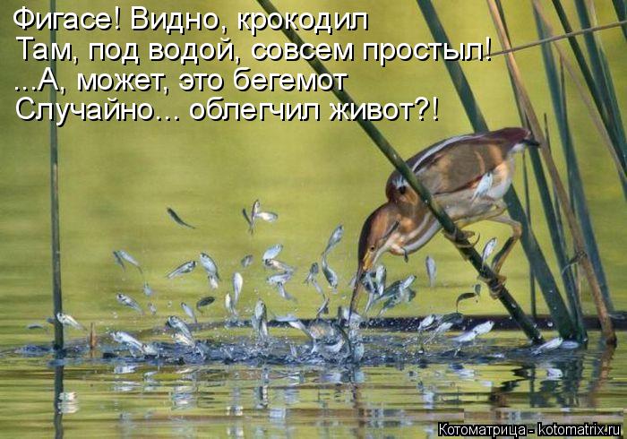 Котоматрица: Фигасе! Видно, крокодил Там, под водой, совсем простыл! ...А, может, это бегемот Случайно... облегчил живот?!
