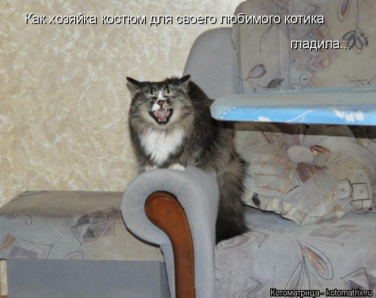 Котоматрица: Как хозяйка костюм для своего любимого котика  гладила...
