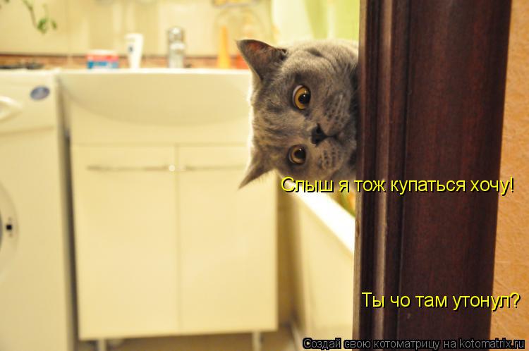 Котоматрица: Ты чо там утонул? Слыш я тож купаться хочу!
