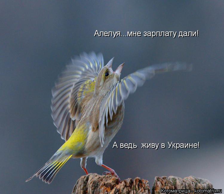 Котоматрица: Алелуя...мне зарплату дали! А ведь  живу в Украине!