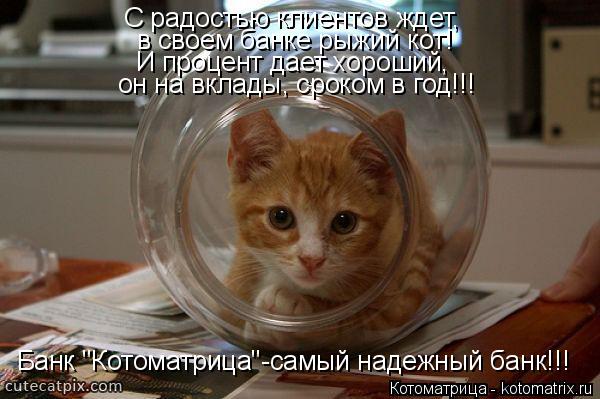 Котоматрица: в своем банке рыжий кот! И процент дает хороший,  он на вклады, сроком в год!!! С радостью клиентов ждет, Банк "Котоматрица"-самый надежный банк