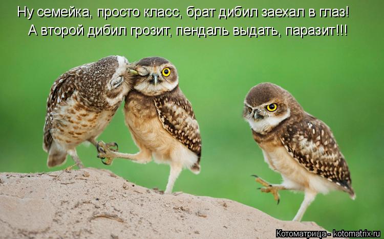 Котоматрица: А второй дибил грозит, пендаль выдать, паразит!!! Ну семейка, просто класс, брат дибил заехал в глаз!