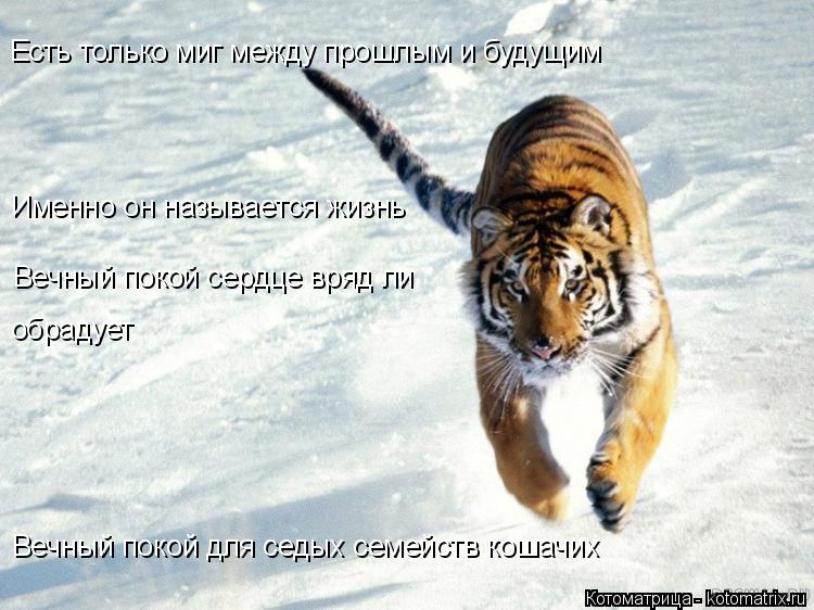Котоматрица: Есть только миг между прошлым и будущим Именно он называется жизнь Вечный покой сердце вряд ли обрадует  Вечный покой для седых семейств ко