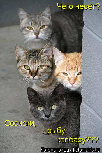 Котоматрица: Чего несёт? Сосиски, рыбу, колбасу???