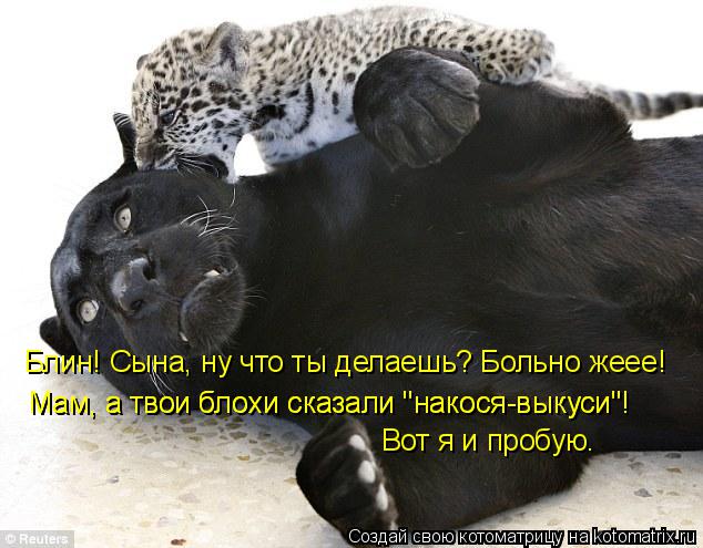Котоматрица: Блин! Сына, ну что ты делаешь? Больно жеее! Мам, а твои блохи сказали "накося-выкуси"! Мам, а твои блохи сказали "накося-выкуси"! Вот я и пробую.