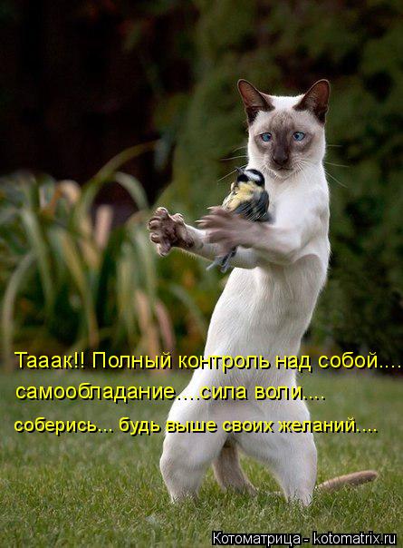 Котоматрица: Тааак!! Полный контроль над собой.....  самообладание....сила воли.... соберись... будь выше своих желаний....