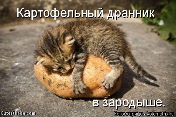 Котоматрица: Картофельный дранник в зародыше.