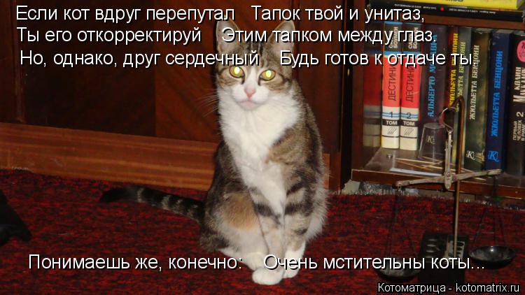 Котоматрица: Если кот вдруг перепутал   Тапок твой и унитаз, Ты его откорректируй    Этим тапком между глаз. Но, однако, друг сердечный    Будь готов к отдач
