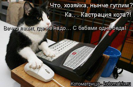 Котоматрица: Ка.. . Кастрация кота?!  Что, хозяйка, нынче гуглим? Вечно лазит, где не надо… С бабами одна беда!