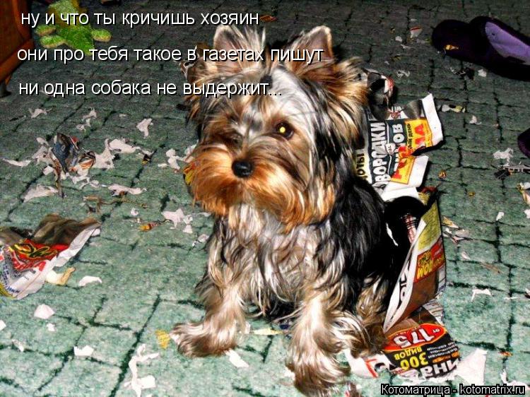 Котоматрица: ну и что ты кричишь хозяин они про тебя такое в газетах пишут ни одна собака не выдержит...