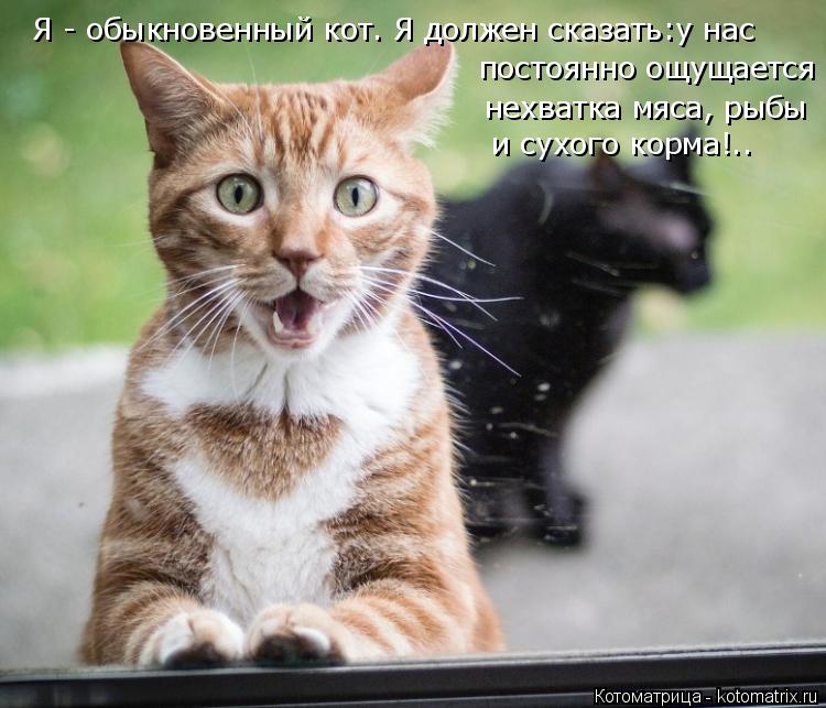 Котоматрица: Я - обыкновенный кот. Я должен сказать:у нас  постоянно ощущается нехватка мяса, рыбы и сухого корма!..