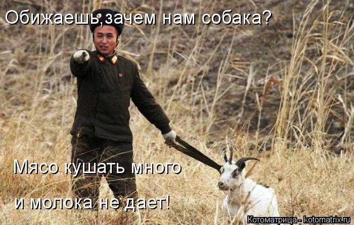 Котоматрица: Обижаешь,зачем нам собака? Мясо кушать много и молока не дает!